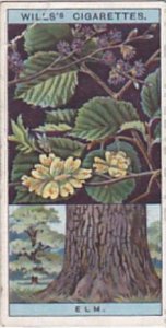 Wills Vintage Cigarette Card Flowering Trees &  Shrubs 1924 No 20 Common Elm