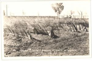 CA-IMPERIAL VALLEY-REAL PHOTO-TOMATO PLANTS-CIRCA 1940S