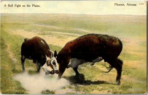 A Bull Fight on the Plains, Phoenix AZ Cattle Vintage Postcard E70