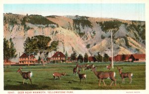 Vintage Postcard 1920's Deer Near Mammoth Hot Springs Yellowstone Park Wyoming