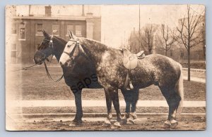 K1/ Madisonville Ohio RPPC Postcard c1910 Work Horses Saddle School 147