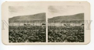 484537 1911 ISRAEL Colony Mejdel Jewish workers plow a new field STEREO PHOTO