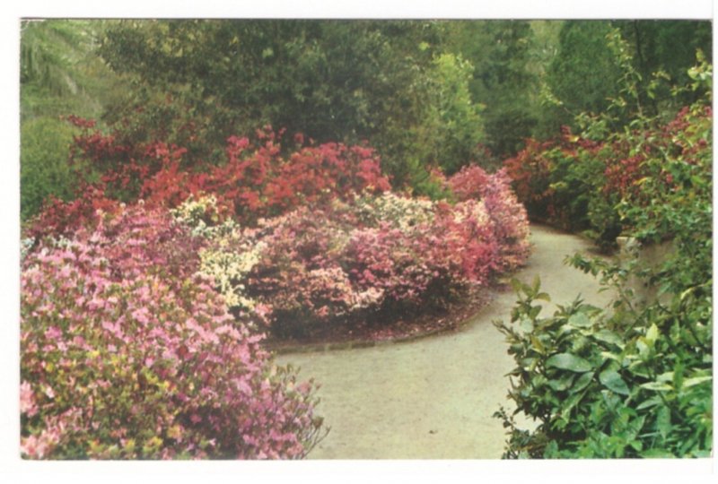 Magnolia Gardens, Charleston, South Carolina Vintage 1958 Chrome Postcard