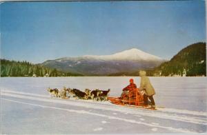 Husky Dog Team Alaska AK Sleigh Sled Vintage Postcard D82 UNUSED