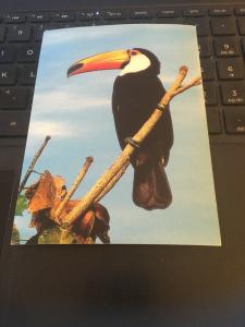 Vintage Postcard: Toucan