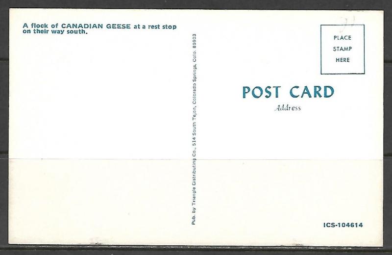 Canadian Geese at a Rest Stop - [MX-087]