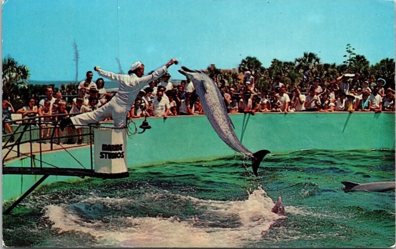 Famous Jumping Porpoises Fedding Time Marine Studios Marineland FL Postcard PM 