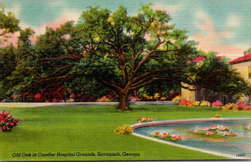 Georgia Savannah Old Oak In Candler Hospital Grounds