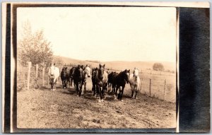 A Group of Bert Horse On The Farm, Gathered On a Rustic Farm, Vintage Postcard