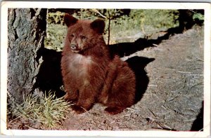 Postcard ANIMAL SCENE Vancouver British Columbia BC AO1698