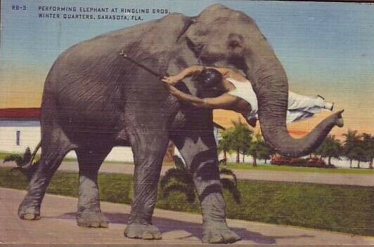 Ringling Brothers Winter Quarters Elephant holding trainer in mouth Sarasota FL