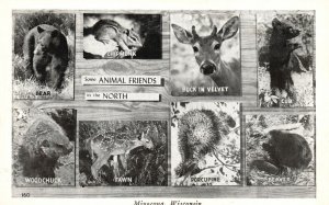 Vintage Postcard Some Animal Friends In The North Minocaua Wisconsin WI