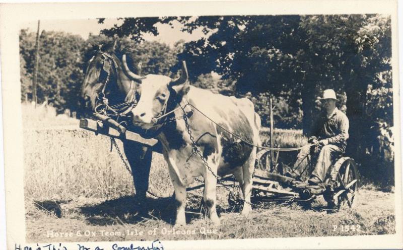 RPPC Odd Couple Horse and Ox Team - Isle of Orleans QC, Quebec, Canada - pm 1948