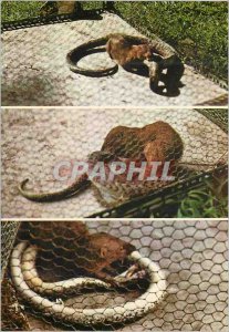 Modern Postcard Martinique mongoose and snake Fight