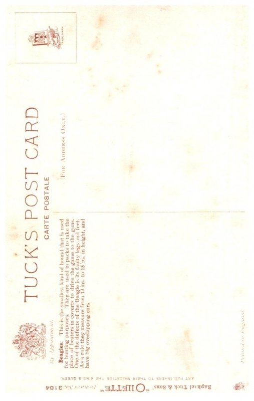 Dog , Beagles , artist signed , Tuck's 3184