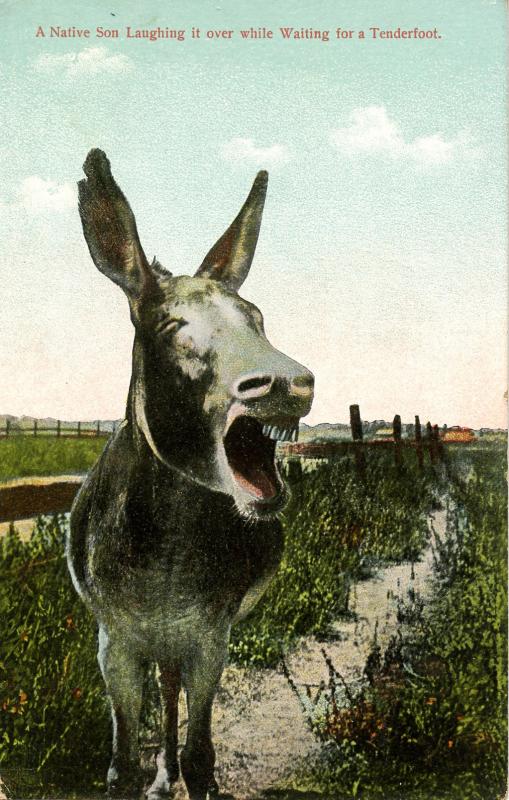 Donkey - Native Son Laughing (Humor)