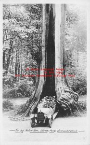 Canada, British Columbia, Vancouver, RPPC, Big Hollow Tree, Stanley Park, Photo