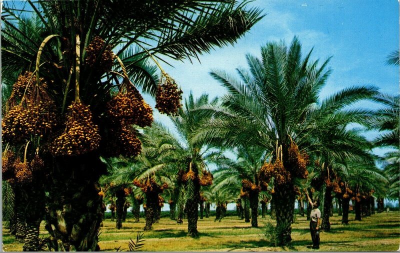 Vtg Ripening Date Groves Arizona AZ Unused Chrome Postcard