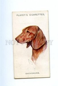 166936 DACHSHUND by WARDLE Player CIGARETTE card ADVERTISING