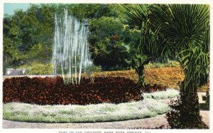 Vintage Postcard Napa Soda Springs Grounds Palms Fruits Plants Shrubs Flowers CA