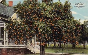 Orange Tree On Front Lawn Of A Private Residence Florida