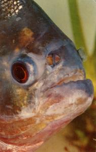 Fish- Deadly Piranha