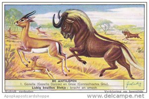 Liebig S1559 Antelopes No 1 Gazelle en Gnoe