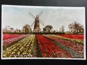 Lincolnshire SPALDING Tulip Fields & Windmill c1935 RP Postcard by Valentines