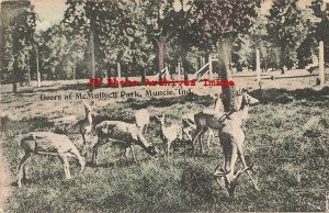 IN, Muncie, Indiana, Deers At McMulloch Park, 1912 PM