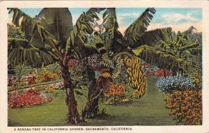 SACRAMENTO CA~A BANANA TREE IN CALIFORNIA GARDEN POSTCARD 1920-30s