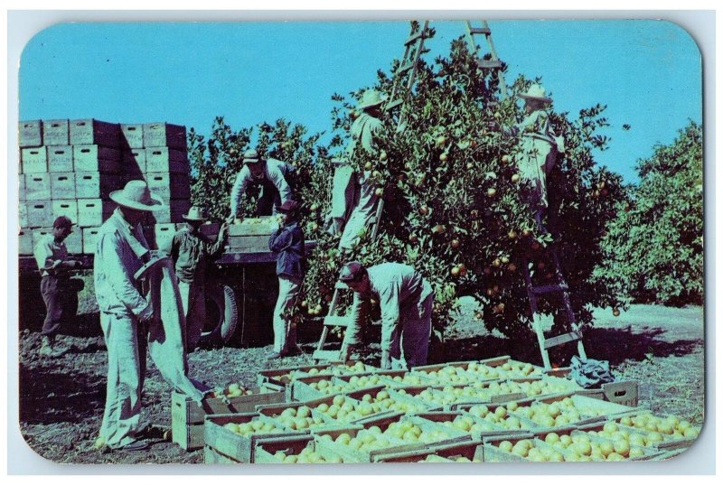 c1950 Harvesting Crew Picking Oranges Ladder Crates Rio Grande Texas TX Postcard
