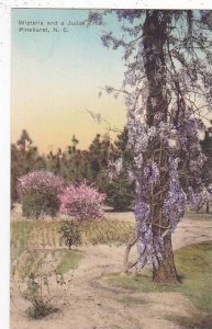 North Carolina Pinehurst Wisteria And A Judas Tree Albertype