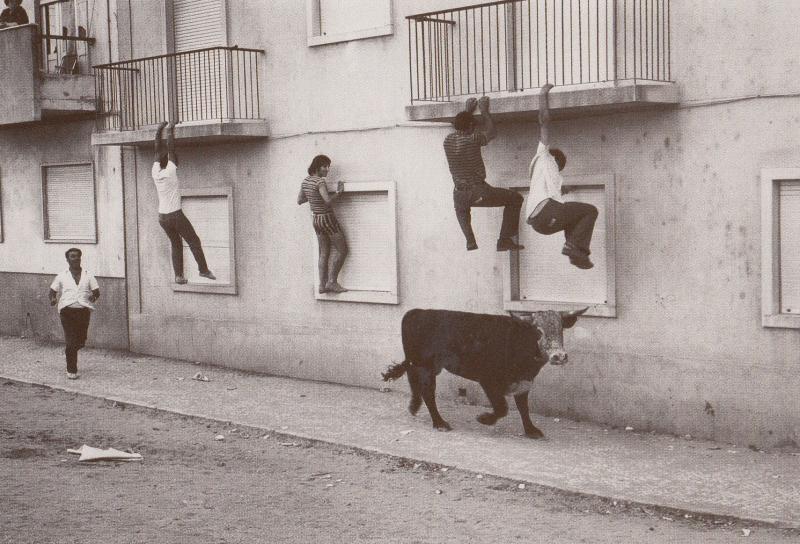 Portugal Climbing House Burglary Race From Mad Bull Chase Photo Postcard