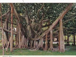 Hawaii Maui Lahaina Banyan Tree