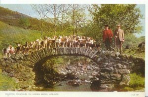 Animals Postcard - Dogs - Coniston Foxhounds on Sweden Bridge - Ambleside  543A