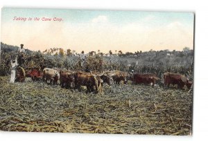 Jamaica Farming Postcard 1911 Taking in the Cane Crop