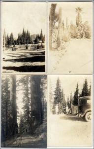 4 - RPPC, Trees