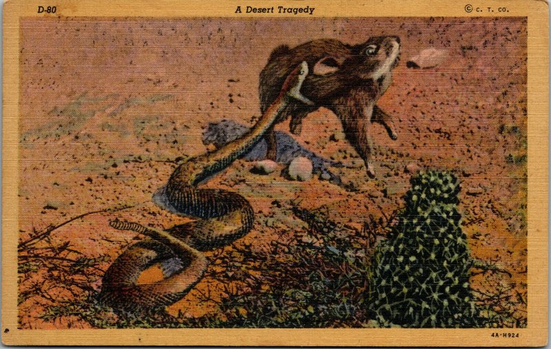 Vtg 1930s Desert Tragedy Rattlesnake Biting Jack Rabbit Linen Postcard