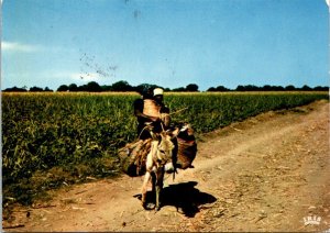 VINTAGE CONTINENTAL SIZE POSTCARD COMING BACK FROM THE MARKET ON DONKEY HAITI 77