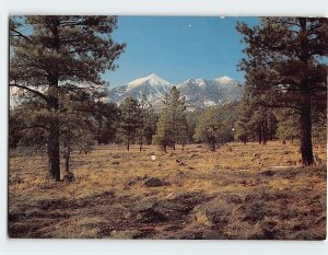 Postcard The San Francisco Peaks, Museum Of Northern Arizona, Flagstaff, Arizona