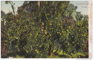 Orange Grove, FLORIDA, PU-1908