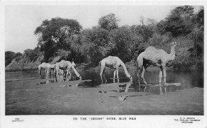 US5361 on the dinder river blue nile camel  real photo sudan africa