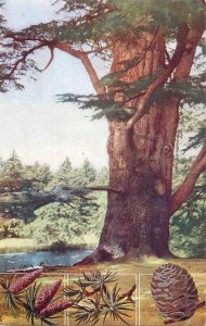 Flowers, plants & trees greetings postcard Cedar of Lebanon Cedrus libani