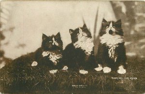 C-1910 Looking for mars 3 pretty kitty's #178 Postcard 21-4906