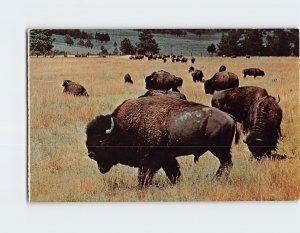 Postcard Buffalo Of The Old West, Black Hills, South Dakota