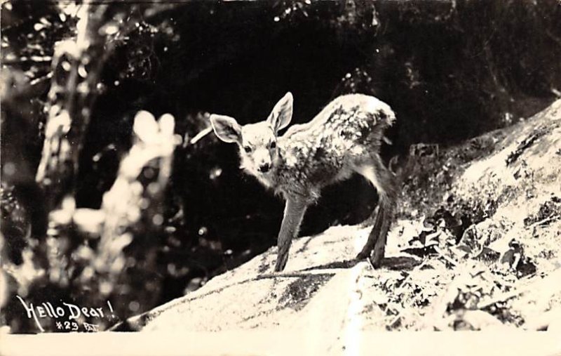 Hello Dear Deer 1948 real photo