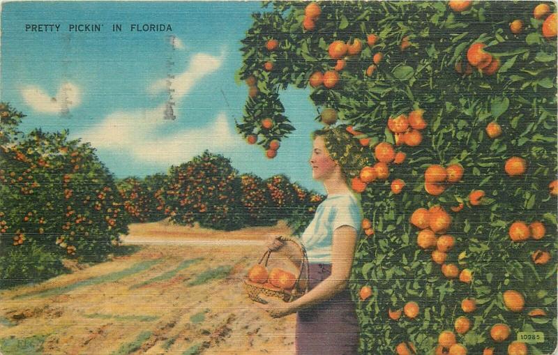 United States pretty picking oranges in Florida
