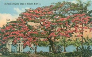 Florida Royal Ponciana Tree in Bloom  Litho Postcard Postally Unused