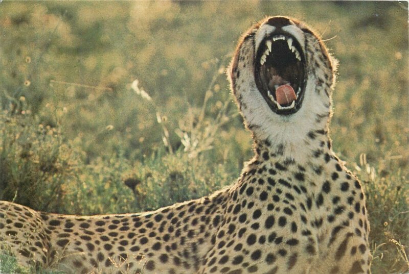 Postcard Animals Africa Tanzania Cheetah yawning Serengeti national park 1987