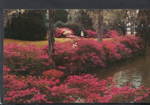America Postcard - Middleton Gardens, Near Charleston, South Carolina T9119